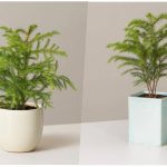 ترفندهایی برای شاداب شدن گیاه کاج مطبق؛ نکات طلایی برای مراقبت بهتر