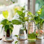 گیاهان را در آب تکثیر کنیم یا خاک؟ بررسی بهترین روش برای رشد بهتر گیاه