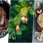 آموزش کاشت بادام هندی در گلدان + روش نگهداری