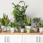 معرفی 14 گیاه برای پاک سازی هوای منزل و اتاق خواب